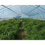 中方县泸阳镇:闲置育秧大棚“再就业” 辣椒种植促农增收