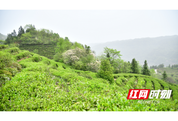 红观五溪 | 春茶飘香时，电力点亮沅陵山乡振兴路