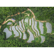 通道：高山蔬菜长势好 喜迎丰收采摘忙