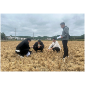 怀化沅陵： 秸秆粉碎还田 生态增收兼得