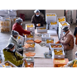 芷江柑橘首发加拿大  