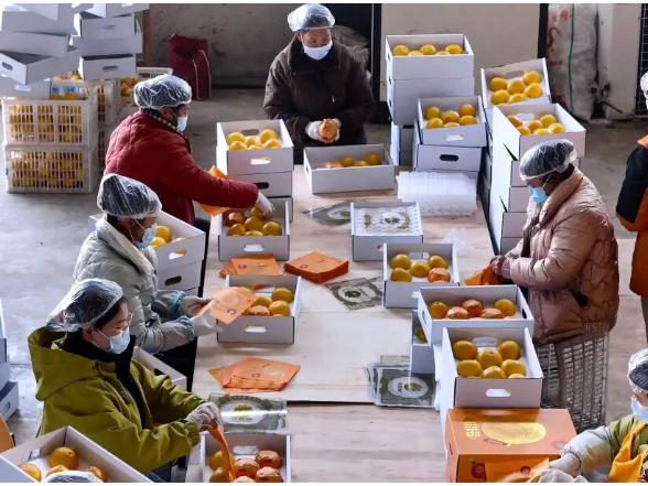 芷江柑橘首发加拿大  