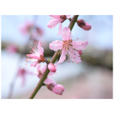 雨停花开！麻阳这片桃花海，美成了春天最治愈的模样