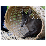 鹿归山林!辰溪县成功救助放生国家二级保护动物毛冠鹿