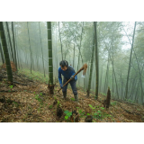 会同县马鞍镇：春笋破土“掘”出乡村振兴“黄金路”