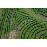 会同宝田：有机茶香满园飘 茶农增收笑开颜