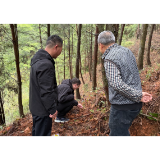 通道:农技指导到田间 药材种植促振兴