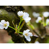 中方铁坡：万亩梨花飞作雪