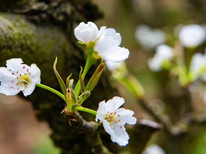 中方铁坡：万亩梨花飞作雪