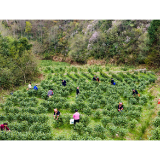 组图丨抢“鲜”采摘明前茶