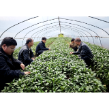 沅陵二酉苗族乡高竹坪村：这里的辣椒苗子正旺