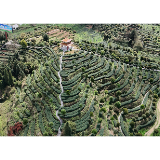 沅陵:碣滩茶香飘四方