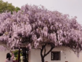 视频丨沅陵龙兴讲寺∶紫藤花开，静待游人