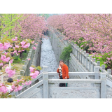 中方县:樱花烂漫春意浓