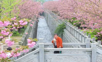 中方县：樱花烂漫春意浓
