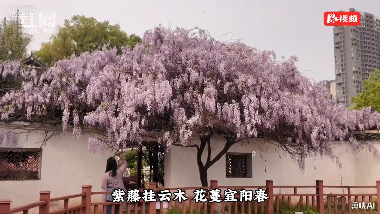 沅陵龙兴讲寺∶紫藤花开