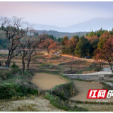 金秋观柿何处去 邵阳廖家湾柿树之村百树千枝万柿正红