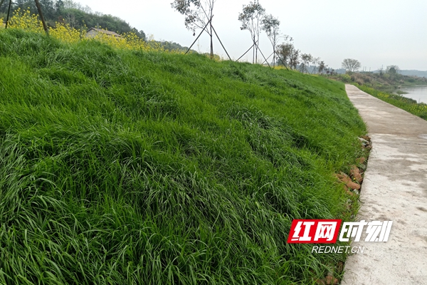 河道绿化.jpg