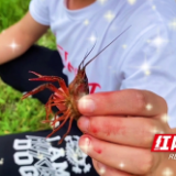 视频｜钓龙虾体验记：回味儿时的乐趣 
