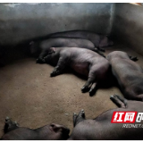 新邵：富硒产业促民富