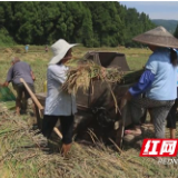 隆回：致富带头人捐百亩早稻给贫困户入仓 助力脱贫攻坚