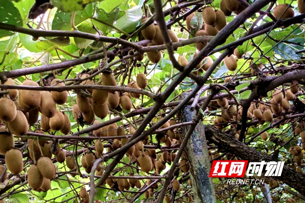 范里村猕猴桃硕果累累，长势喜人.jpg