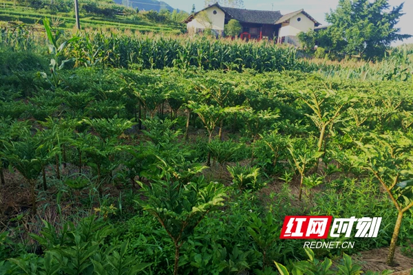 范里村魔芋基地.jpg