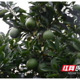 记者探访脱贫路 | 新宁新伍村：开山造地做产业 山旮沓里种出“脱贫果”
