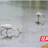 新宁县夫夷江又见鱼翔浅底，白鹭翔飞！