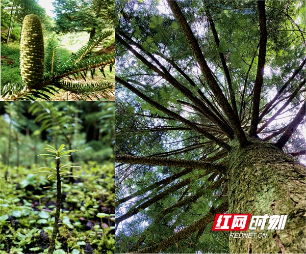 资源冷杉——国家一级重点保护野生植物，第四纪冰期遗留下的活化石，全球极濒危的珍稀树种之一。南山国家公园重点保护物种，目前已实现人工繁育。图中分别为果球、幼苗及成木三个阶段。杨鹏摄.jpg