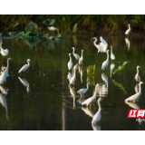 湖南新邵筱溪国家湿地公园全力推进生物多样性保护