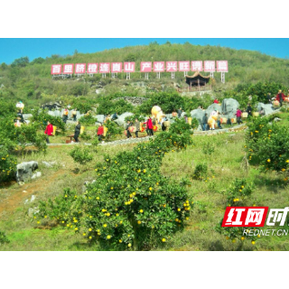 巩固拓展脱贫攻坚成果丨新宁：“农创客”成乡村振兴“生力军”