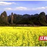 新宁县崀山镇：春风十里，我在石田油菜花海等你