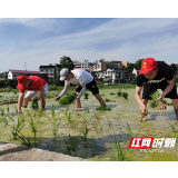 新邵县坪上镇机关党员“学史力行”，复垦地上插秧忙