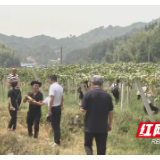 绥宁瓦屋塘镇举办八月瓜采收节