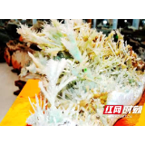 新宁:“七彩宝石花”入驻满师傅大自然艺术博物馆