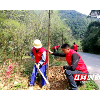 新宁靖位乡：春风又绿江南岸 十里青翠立江边