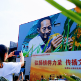 缅怀！袁隆平诞辰91周年，在您生活工作的土地，播撒梦想的“种子”