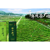 脱贫攻坚决胜年“沩水源”绿茶品质再升级