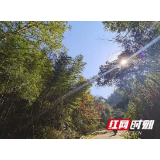 119处森林火灾隐患“清零” 长沙县做实“林长制”