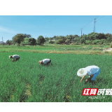 全面应“烤”，科学抗旱保丰收