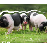 海报丨“数”说宁乡花猪前世今生