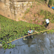 全力清理水葫芦 守护水清河畅