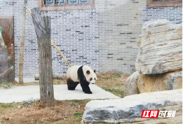 凤凰：元旦小长假 呆萌大熊猫引游客享亲子时光