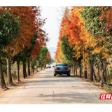 东安这条“醉美”乡村公路红了