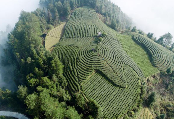 保靖黄金茶溯源 | 传说之后故事之前 这是吕洞山茶事