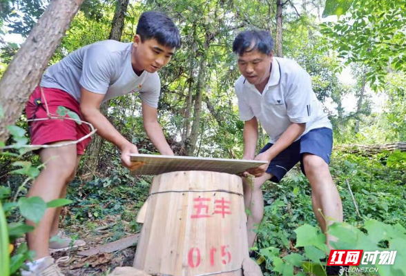 沅陵：小小蜜蜂酿就苗民甜蜜生活