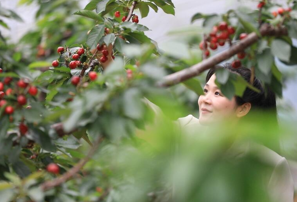 初夏吃点啥？花垣大樱桃等你来尝鲜