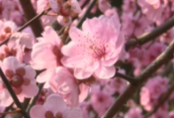 初春的味道丨韶山：梅花盛开争相斗艳 游人踏春赏花
