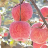 23万亩山地苹果获丰收 “变身”农民增收致富支柱产业